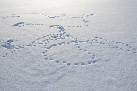 Заячьи следы