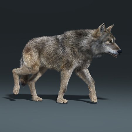 Wolf fur Gray 3d Rigged CGTRADER