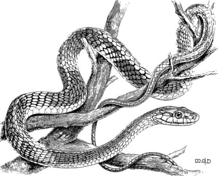 Змея на ветке рисунок
