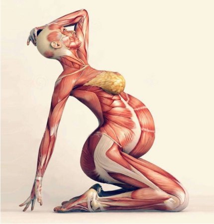 Тело женщины анатомия