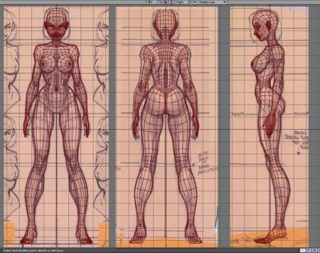 Референс анатомия пропорции