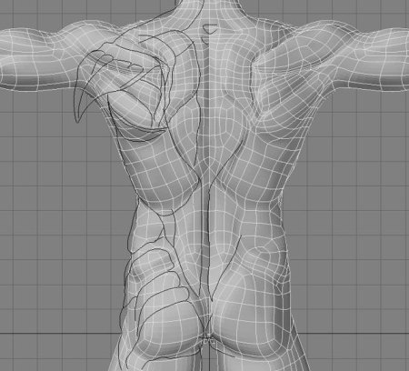 Анатомия человека для моделирования