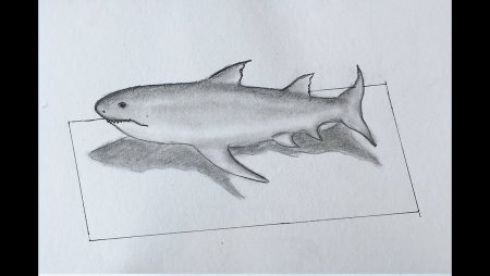 Акула 3d рисунок