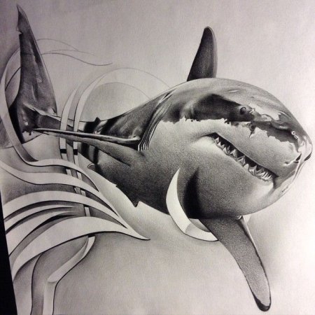 Акула на прозрачном фоне