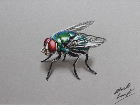 Марчелло Баренги рисунки