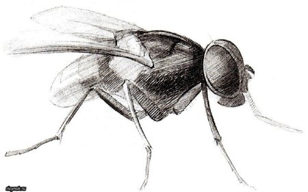 Наброски насекомых