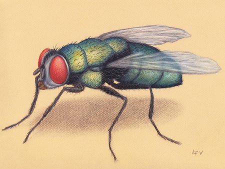 Насекомые Муха для детей