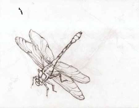 Муха летает