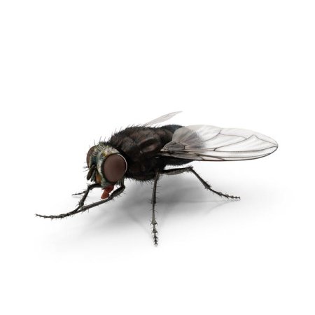 3d рисунок муха (47 фото)