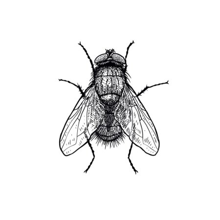 Муха карикатура