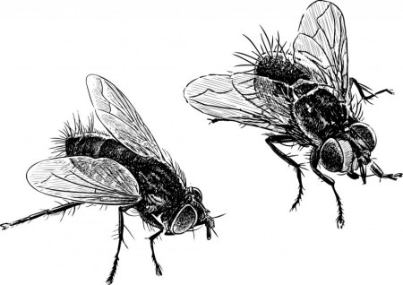 Муха на экране