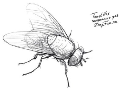 Муха нарисованная