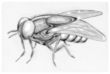 Муха на белом фоне мультяшная