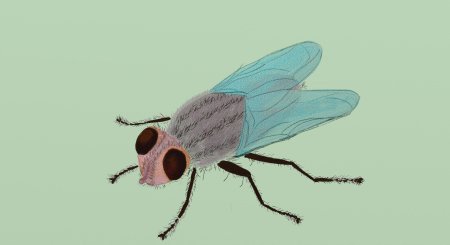 Муха рисунок