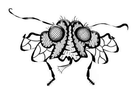 Муха гравюра