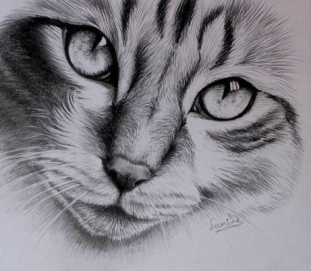 Кошачий глаз рисунок карандашом