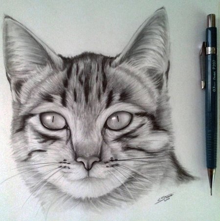Кошка карандашом