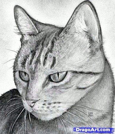 Кошка рисунок карандашом
