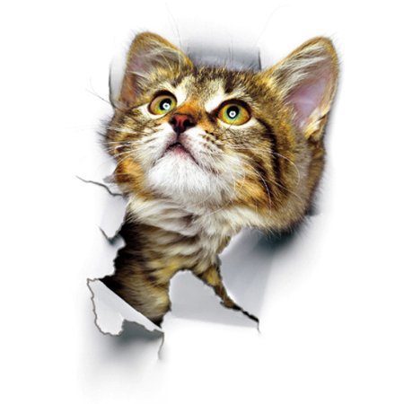 Кот выглядывает