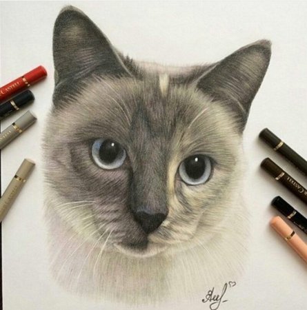 Кот маркерами