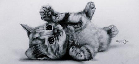 Милый котенок карандашом