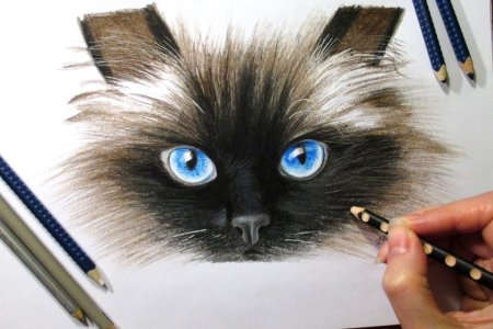 Кошка цветными карандашами