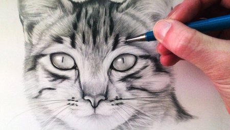 Реалистичный кот карандашом