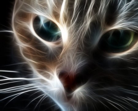 Аватарки кошки