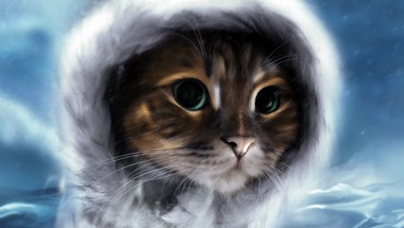 Кот в капюшоне