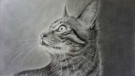 Коты рисунки