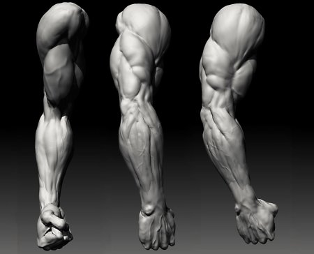 Zbrush мышцы