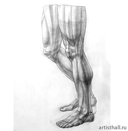 Мышцы стопы Экорше