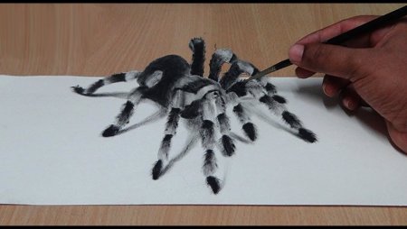 Паук Тарантул для рисования