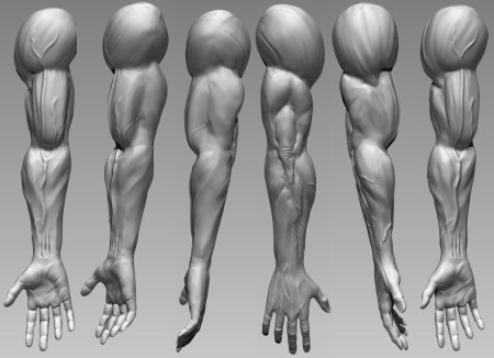 Рука референс 3д