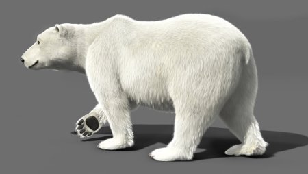 Polar Bear 3d model
