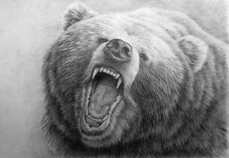 Медведь рисунок