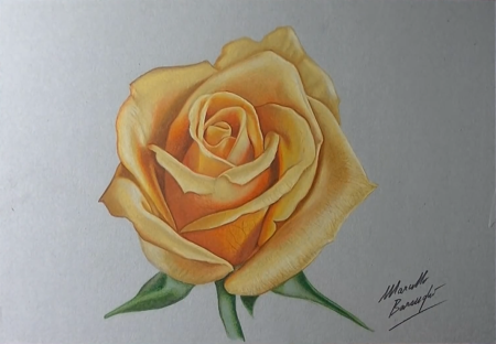 3д роза рисунок