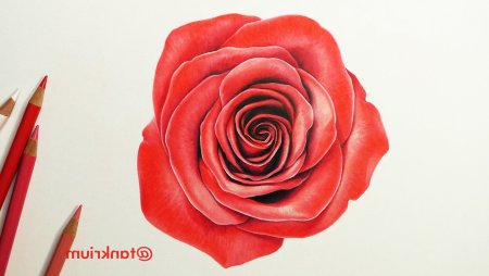 Красная роза цветными карандашами