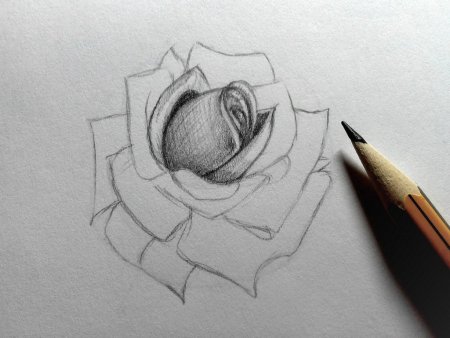 3д роза рисунок