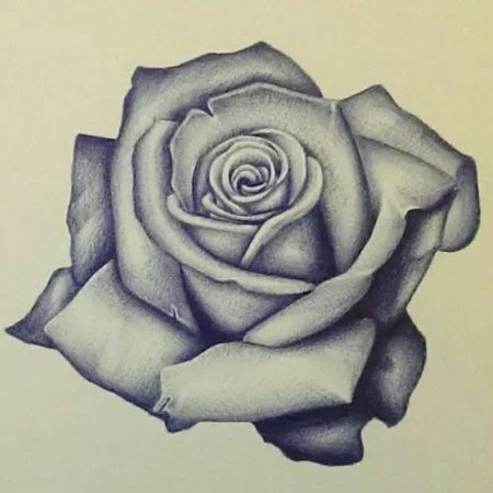 Роза розовая эскиз