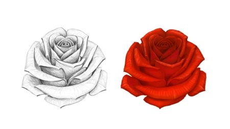 Нарисовать розу без стебля