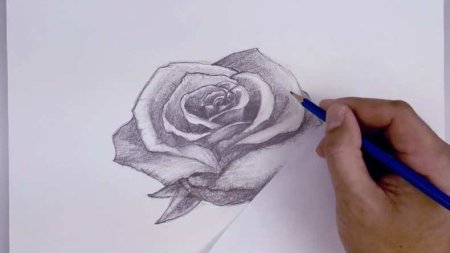Роза рисунок