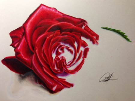 Роза цветными карандашами
