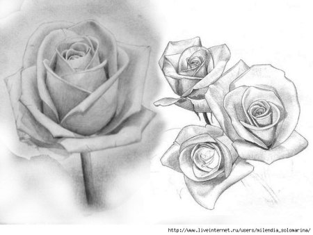 Роза карандашом для начинающих