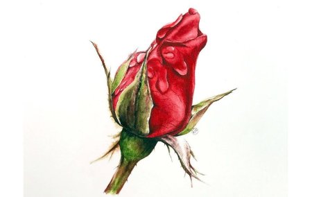 Бутон розы акварелью