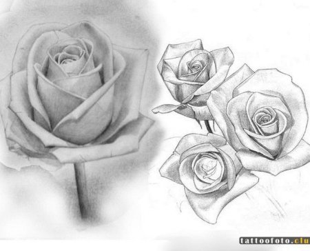 Урок рисования розы карандашом