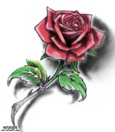 Роза с шипами эскиз