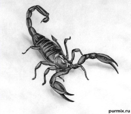 Скорпион рисунок ручкой