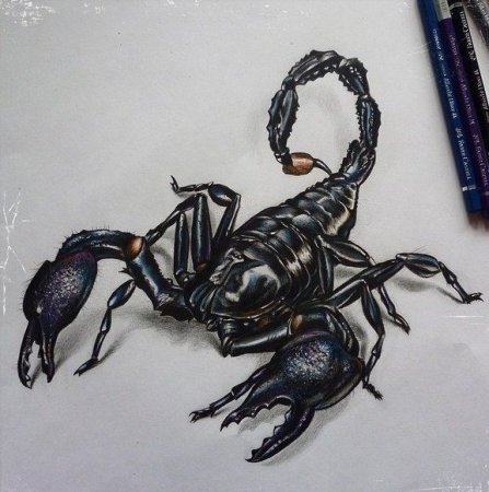Скорпион эскиз реализм