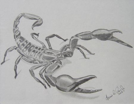 Скорпион сбоку